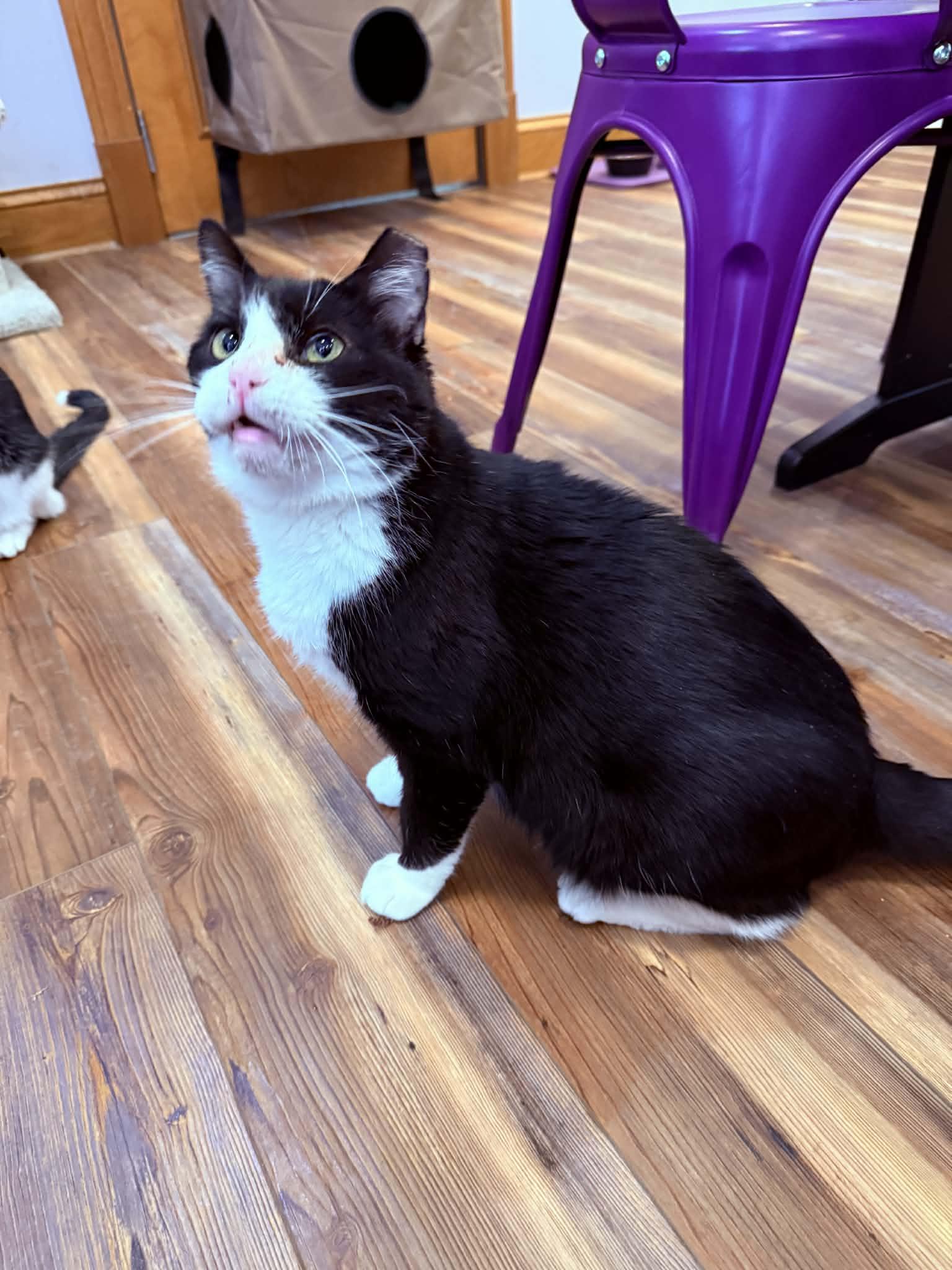 Obie (cat café), Adoptable, Adult Male Tuxedo & Domestic Short Hair.
