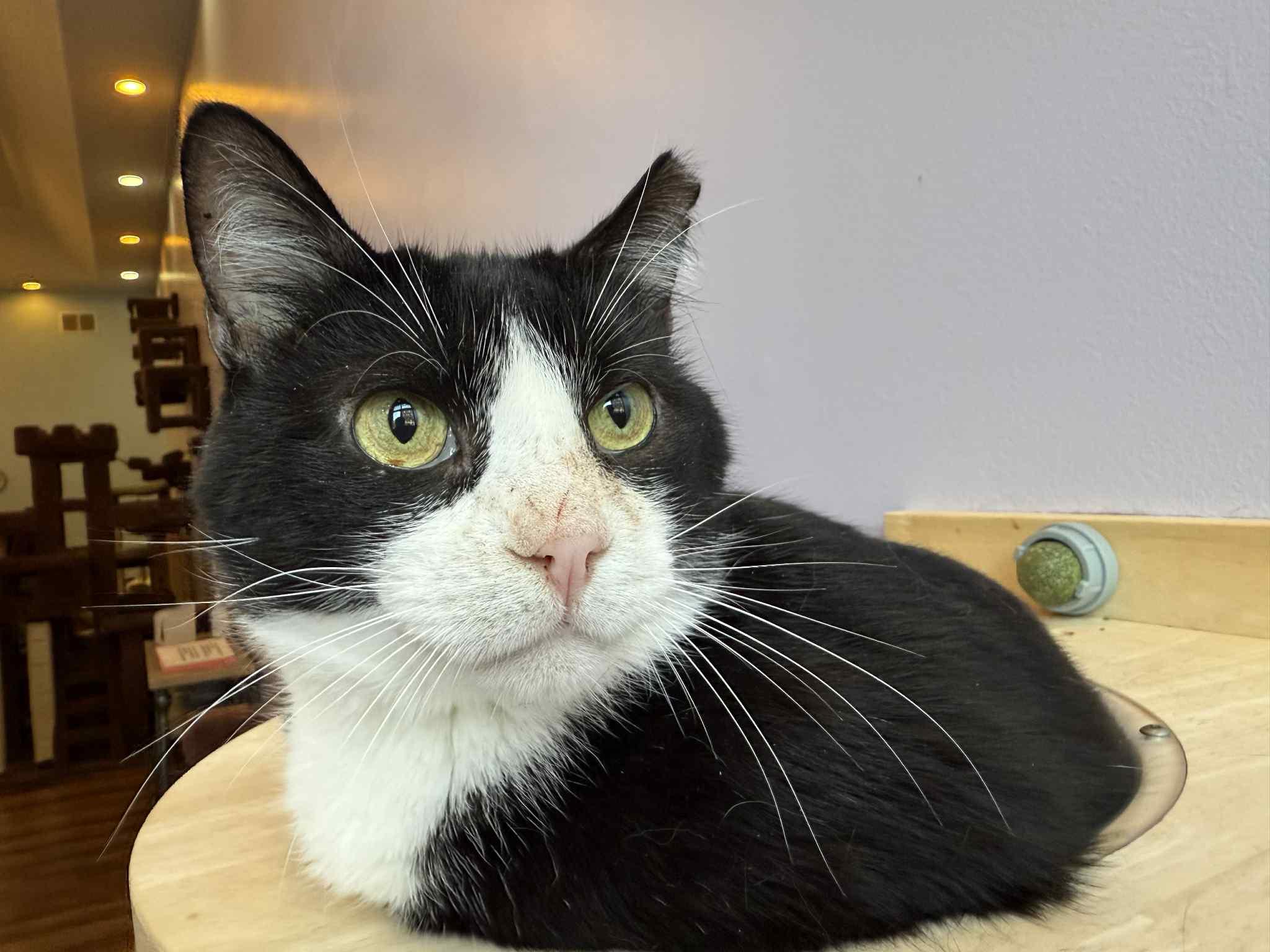 Obie (cat café), a Adoptable mixed breed in Lafayette, IN image 4/6