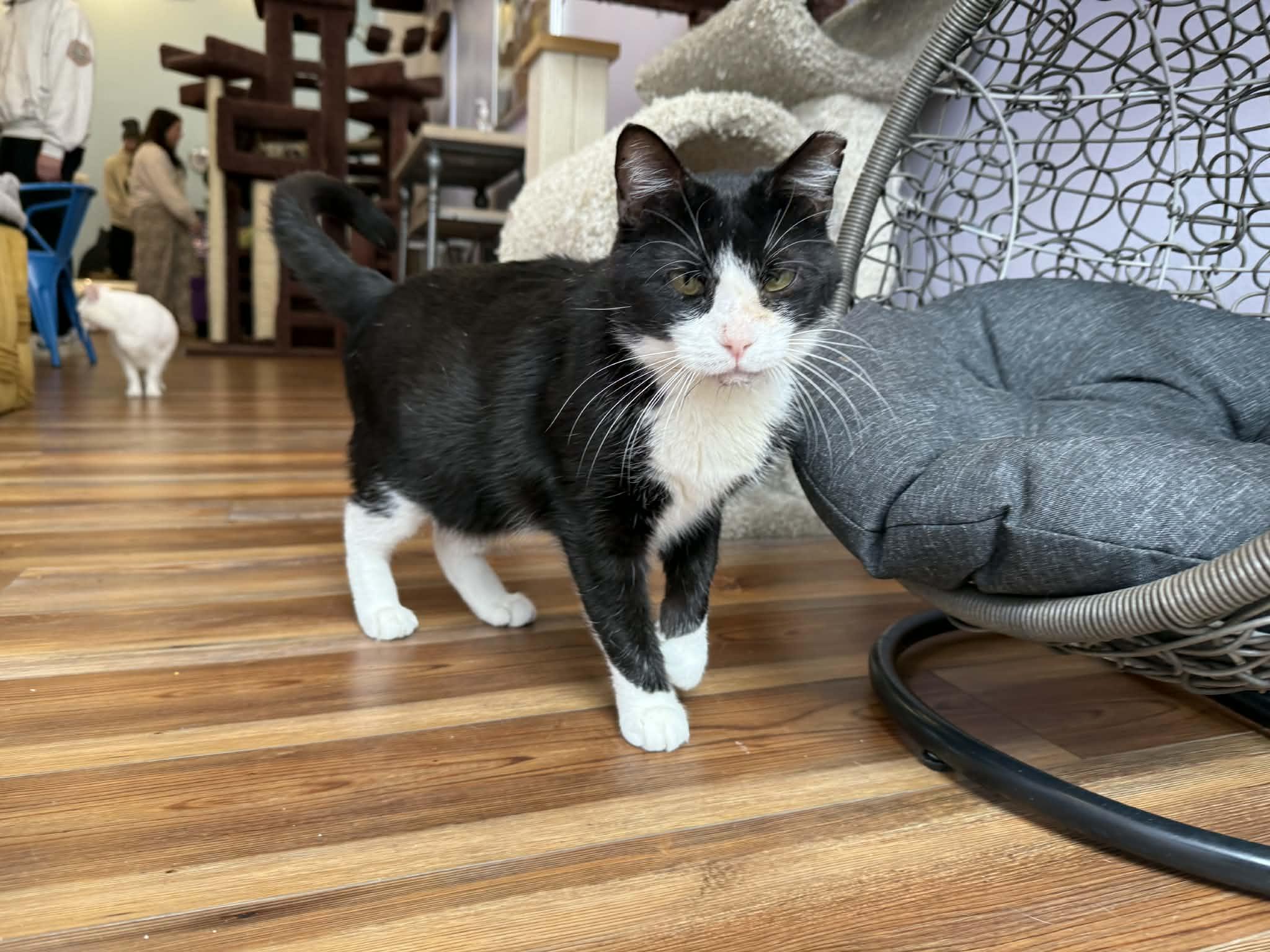 Enlarge Obie (cat café), a Adoptable mixed breed in Lafayette, IN image 5/5