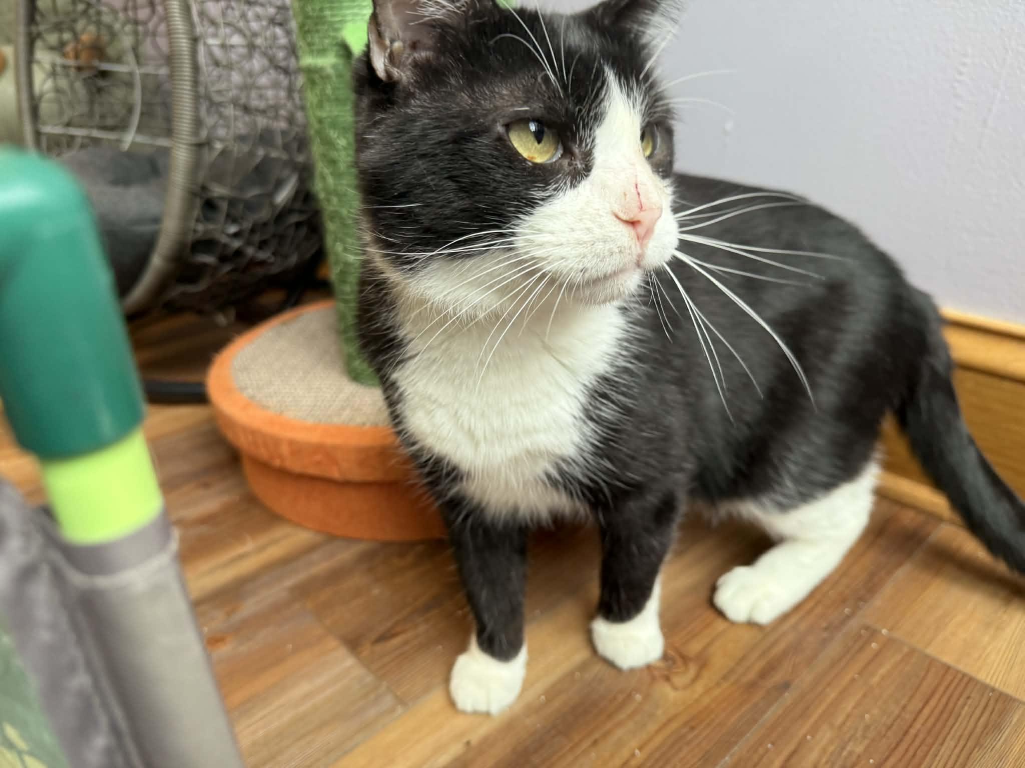 Obie (cat café), a Adoptable mixed breed in Lafayette, IN image 1/6
