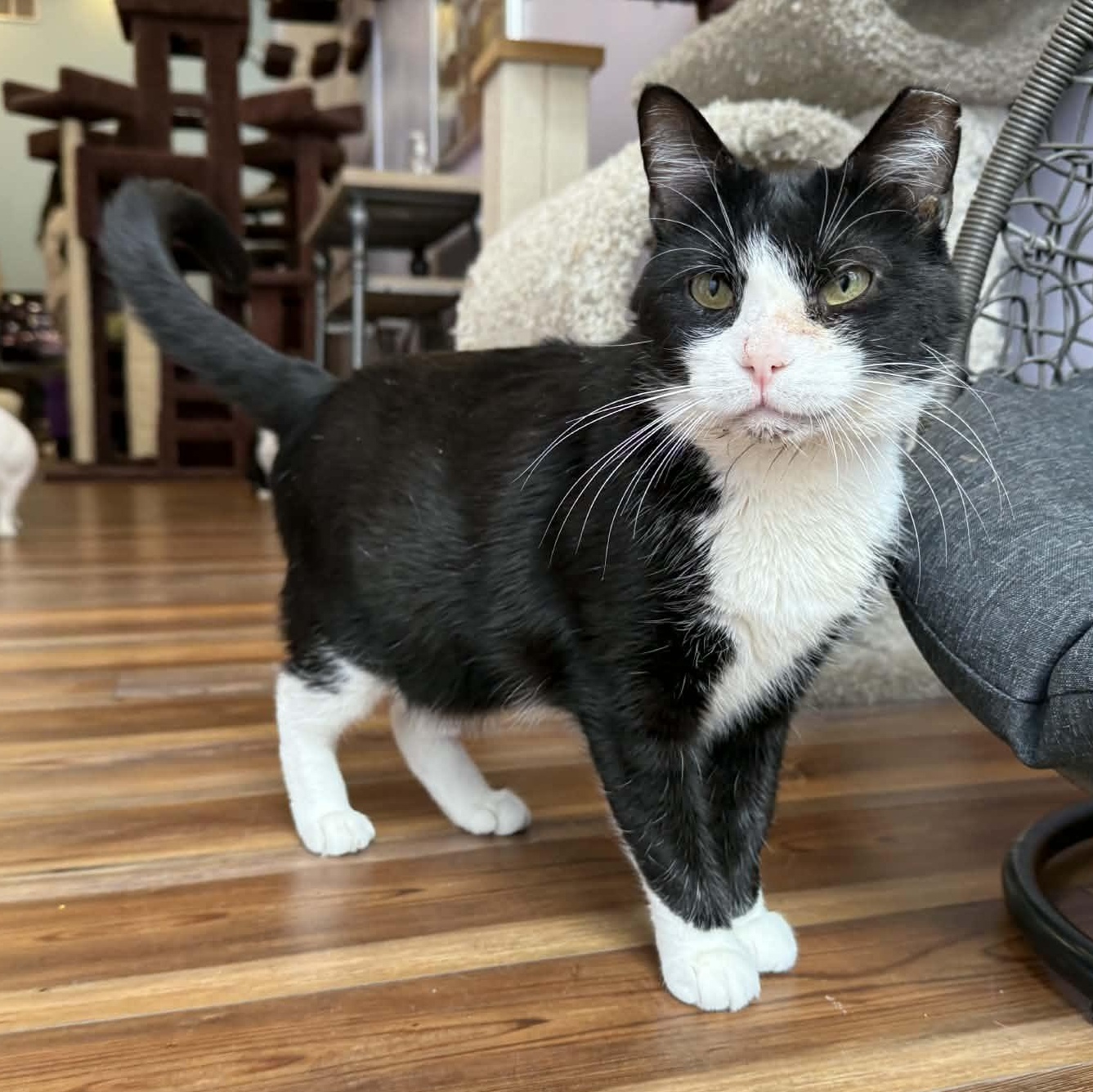 Enlarge Obie (cat café), a Adoptable mixed breed in Lafayette, IN image 1/5