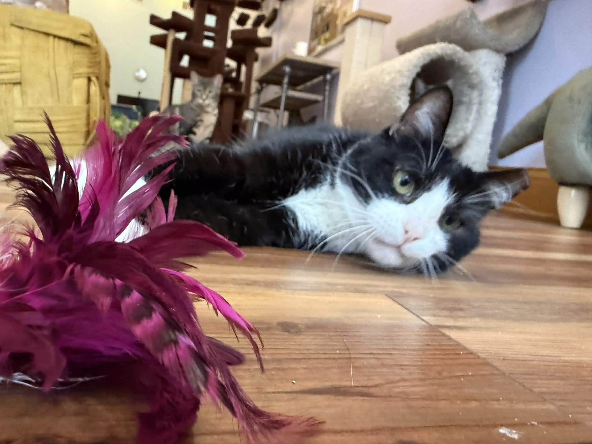 Obie (cat café), Adoptable, Adult Male Tuxedo & Domestic Short Hair.