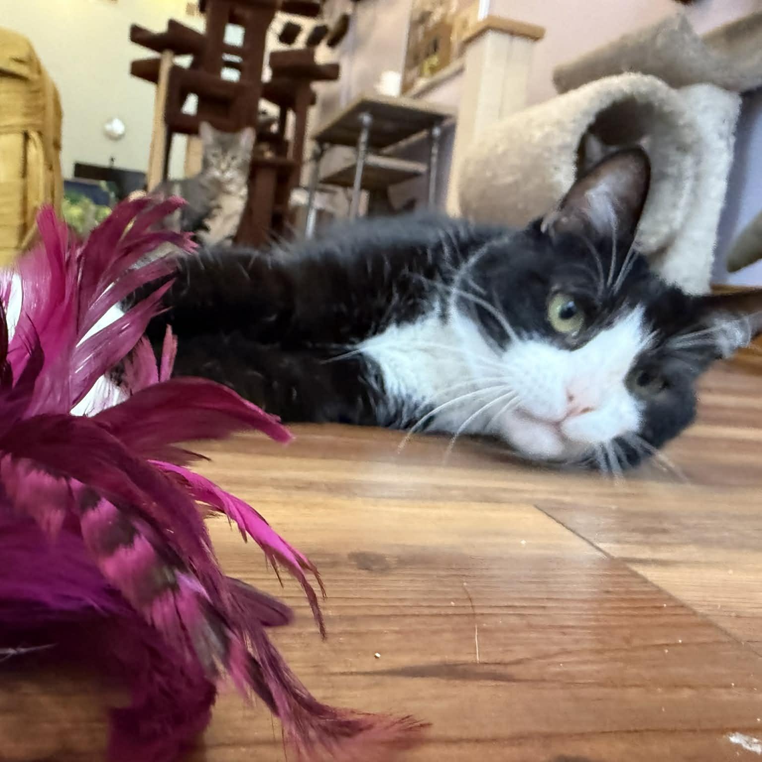 Enlarge Obie (cat café), a Adoptable mixed breed in Lafayette, IN image 2/5