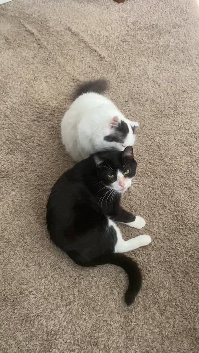 Enlarge Obie (cat café), a Adoptable mixed breed in Lafayette, IN video 5/6