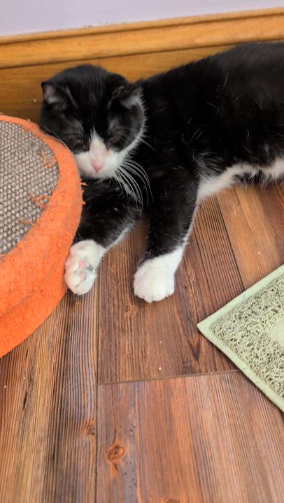 Enlarge Obie (cat café), a Adoptable mixed breed in Lafayette, IN video 4/5