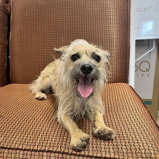 Osito, Adoptable, Adult Male Shih Tzu.