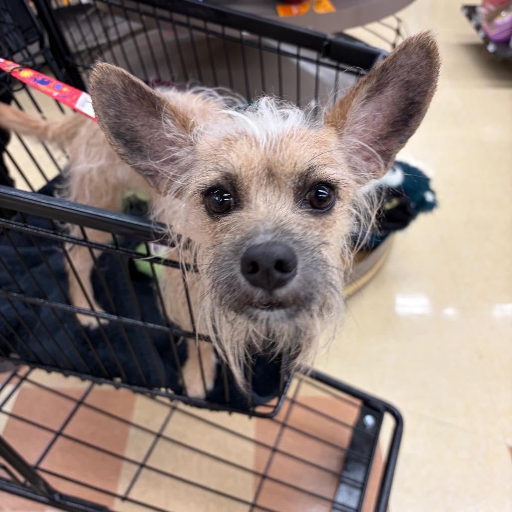Enlarge Osito, a Adoptable Shih Tzu in Laredo, TX image 2/2