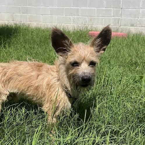 Osito, a Adoptable Yorkshire Terrier in Laredo, TX image 3/4