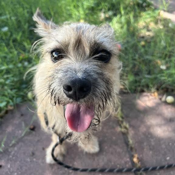 Osito, a Adoptable Yorkshire Terrier in Laredo, TX image 4/4