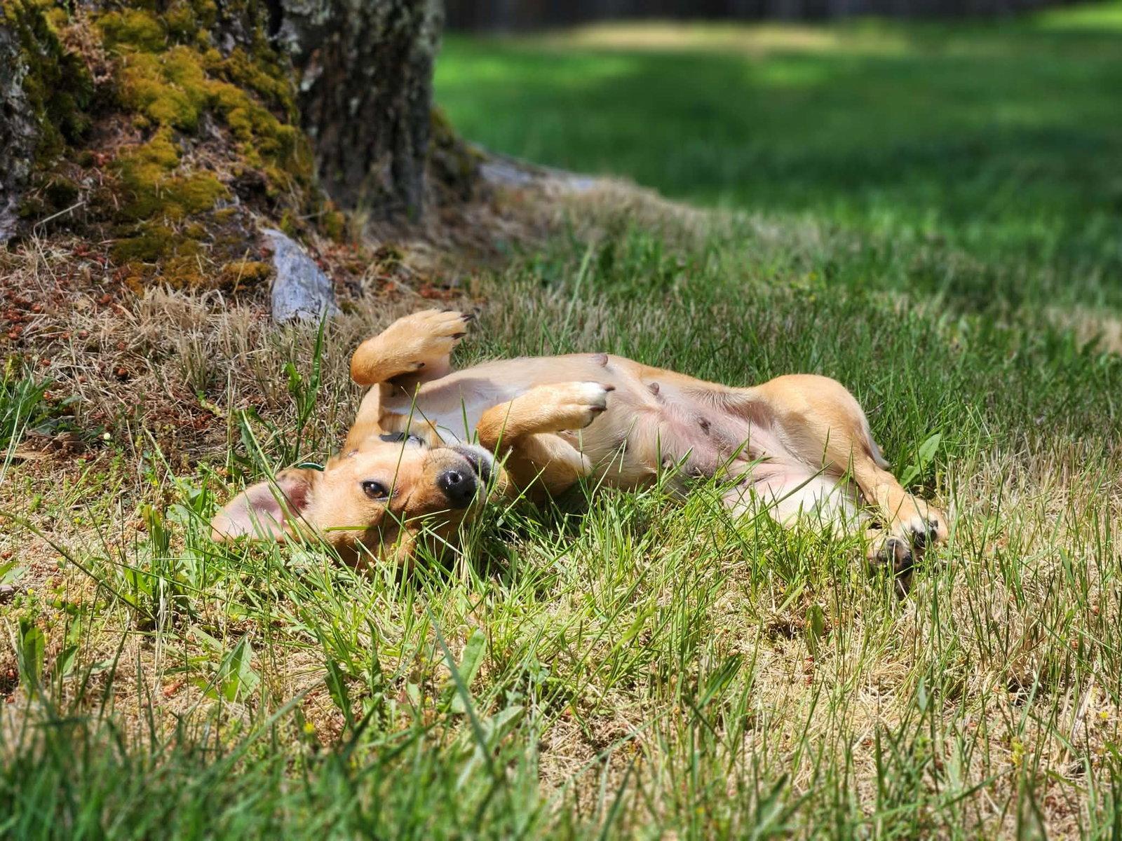 Lucy, Adoptable, Young Female Chihuahua.