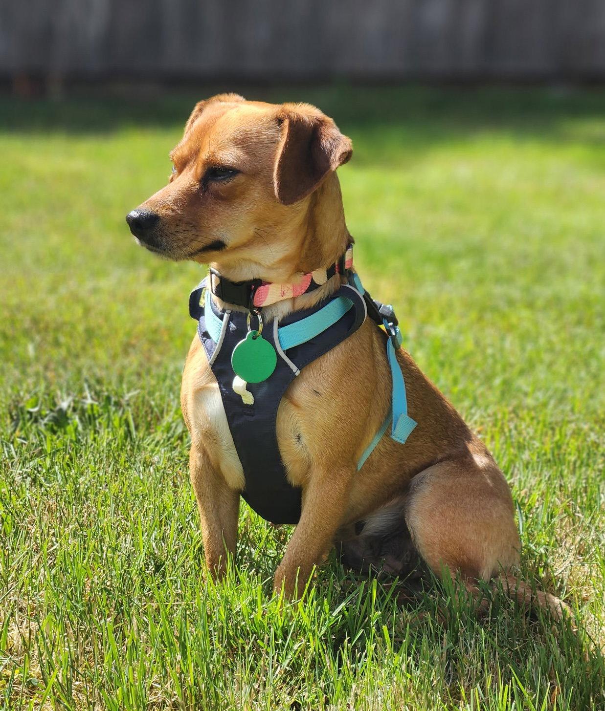 Lucy, a Adoptable Chihuahua in Seattle, WA image 2/3