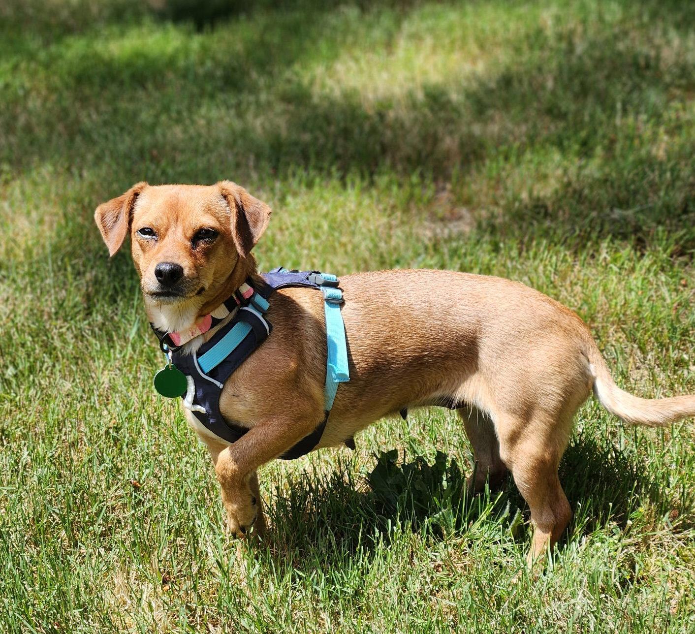 Lucy, a Adoptable Chihuahua in Seattle, WA image 3/3