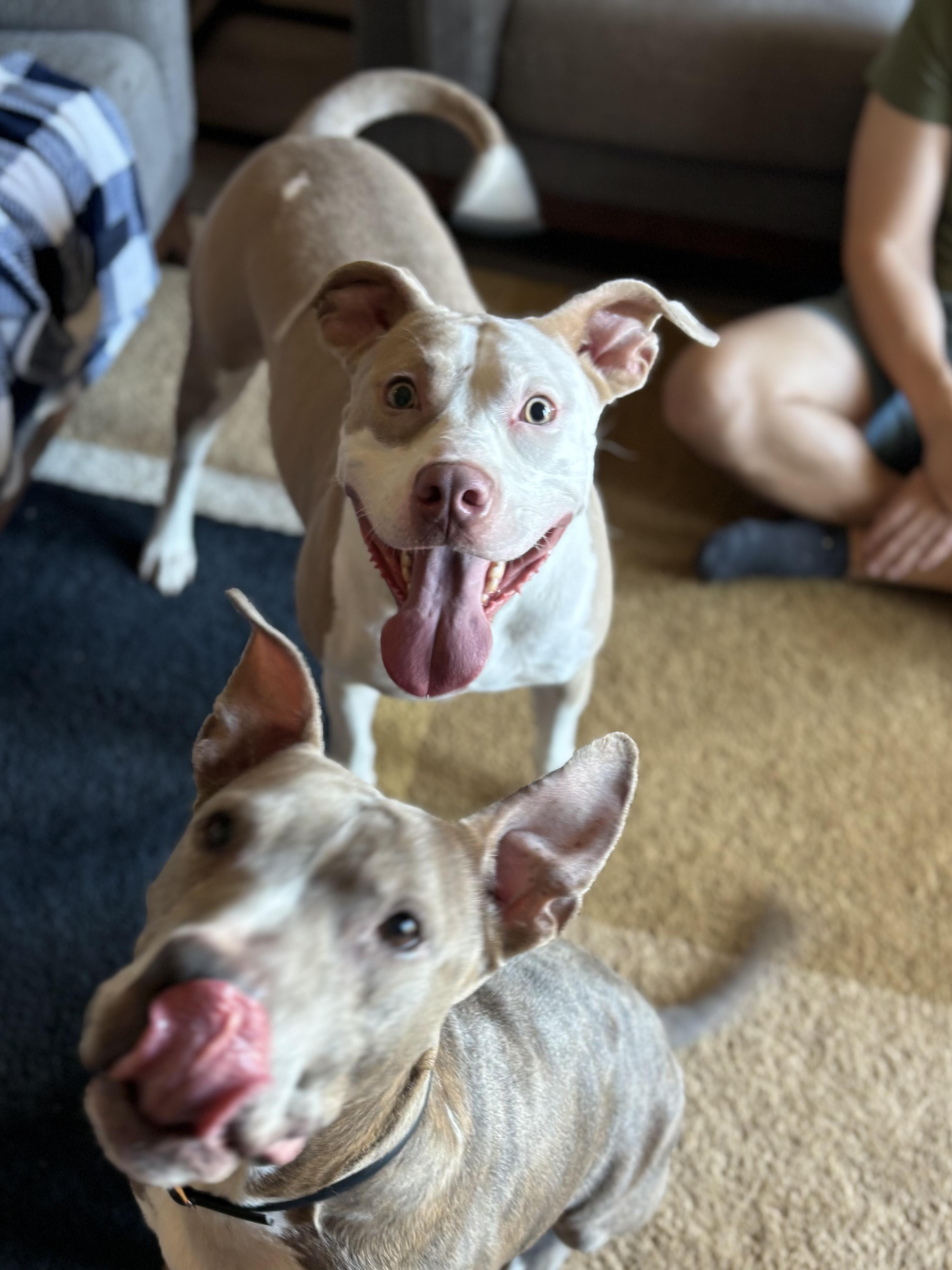 Enlarge Zamboni, a Adoptable mixed breed in Fort Worth, TX image 6/6