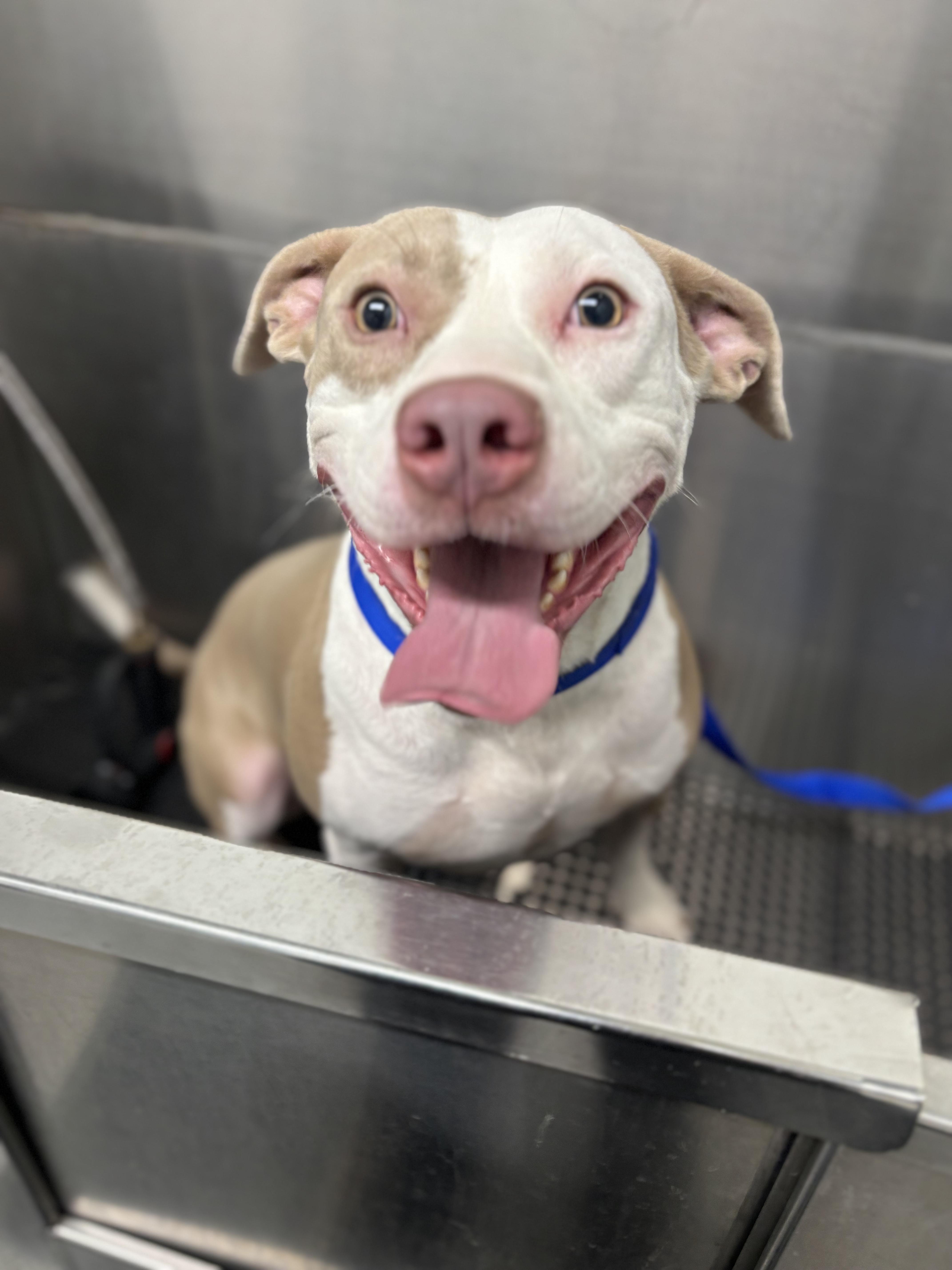 Enlarge Zamboni, a Adoptable mixed breed in Fort Worth, TX image 3/6