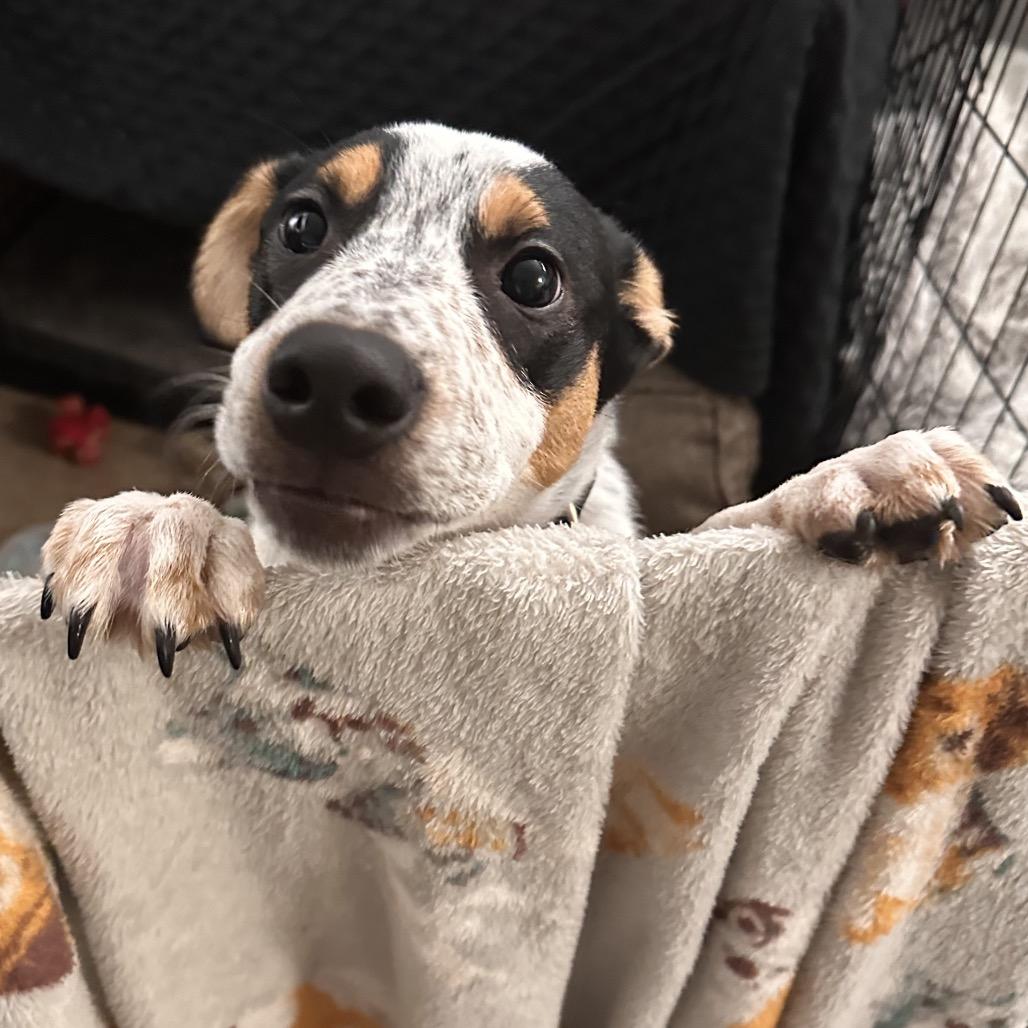 Enlarge Chip, a Adoptable mixed breed in Reston, VA image 1/5