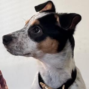 Chip, Adoptable, Young Male Pointer & Mixed Breed.