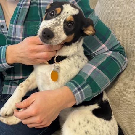 Enlarge Chip, a Adoptable mixed breed in Reston, VA image 5/5