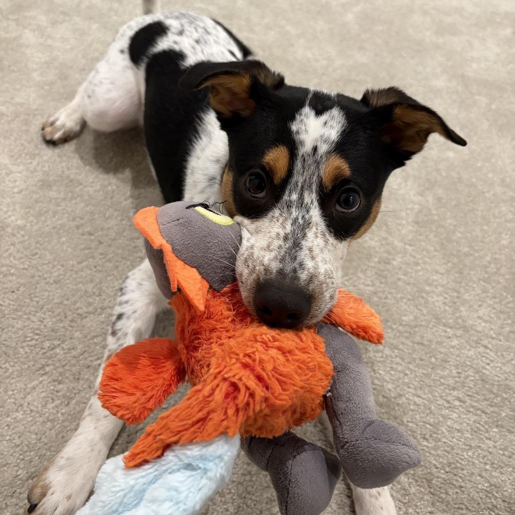 Chip - Adoption Fee Sponsored *adoption pending*, a Adoptable mixed breed in Reston, VA image 4/6