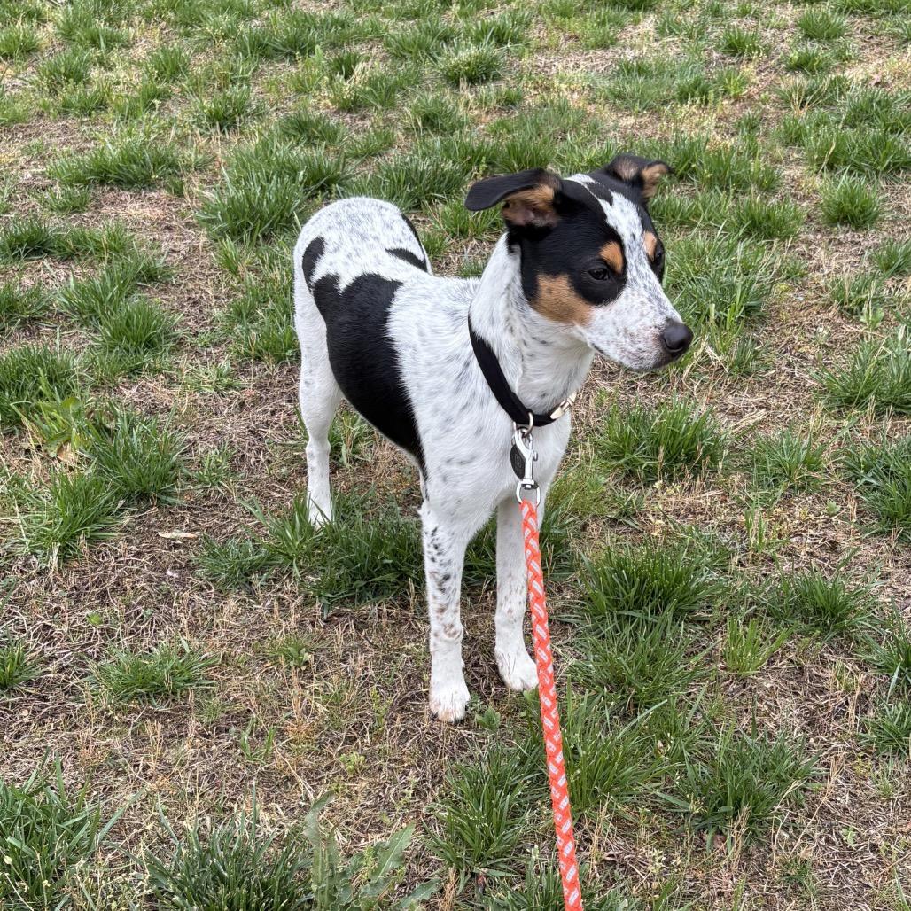 Chip - Adoption Fee Sponsored *adoption pending*, a Adoptable mixed breed in Reston, VA image 5/6