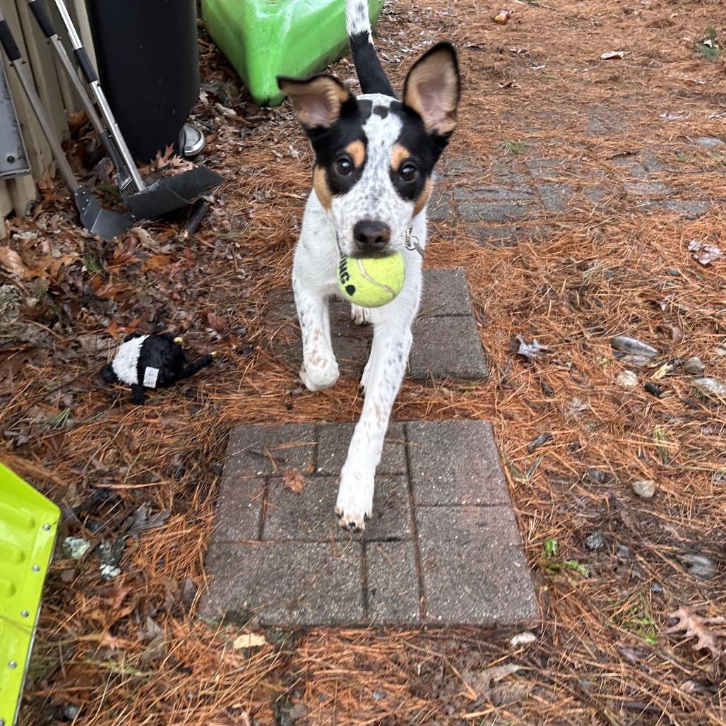 Enlarge Chip, a Adoptable mixed breed in Reston, VA image 4/5