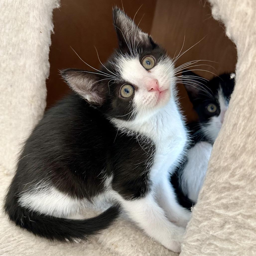 Oxfords, a Adoptable Domestic Short Hair in Escondido, CA image 2/6