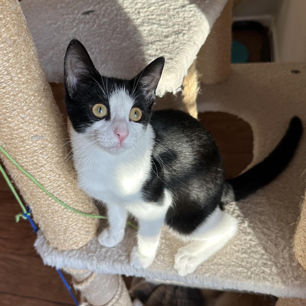 Oxfords, a Adoptable Domestic Short Hair in Escondido, CA image 3/6