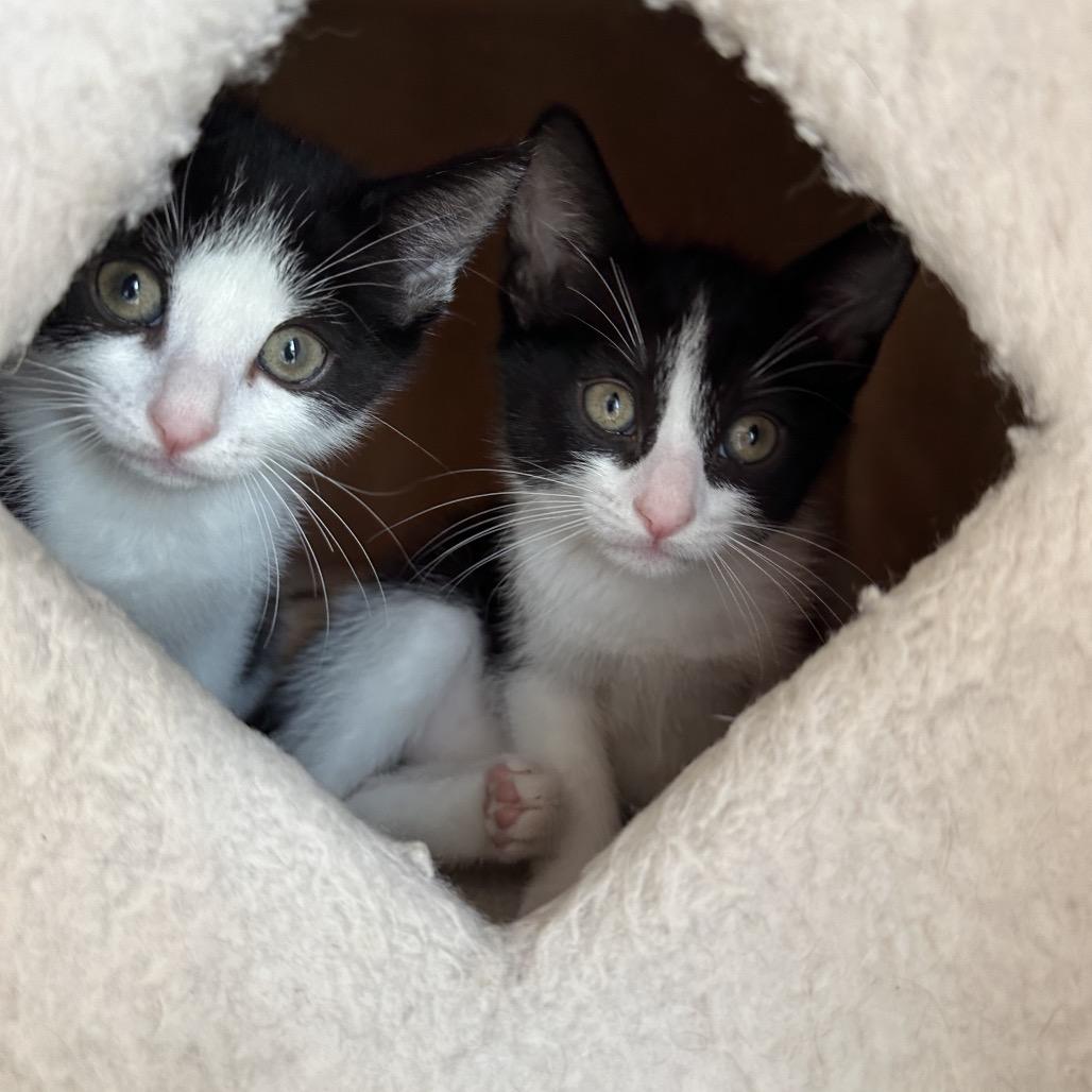 Oxfords, a Adoptable Domestic Short Hair in Escondido, CA image 3/6