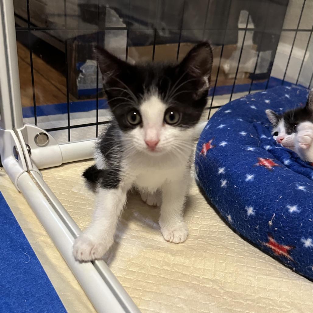 Oxfords, a Adoptable Domestic Short Hair in Escondido, CA image 5/6