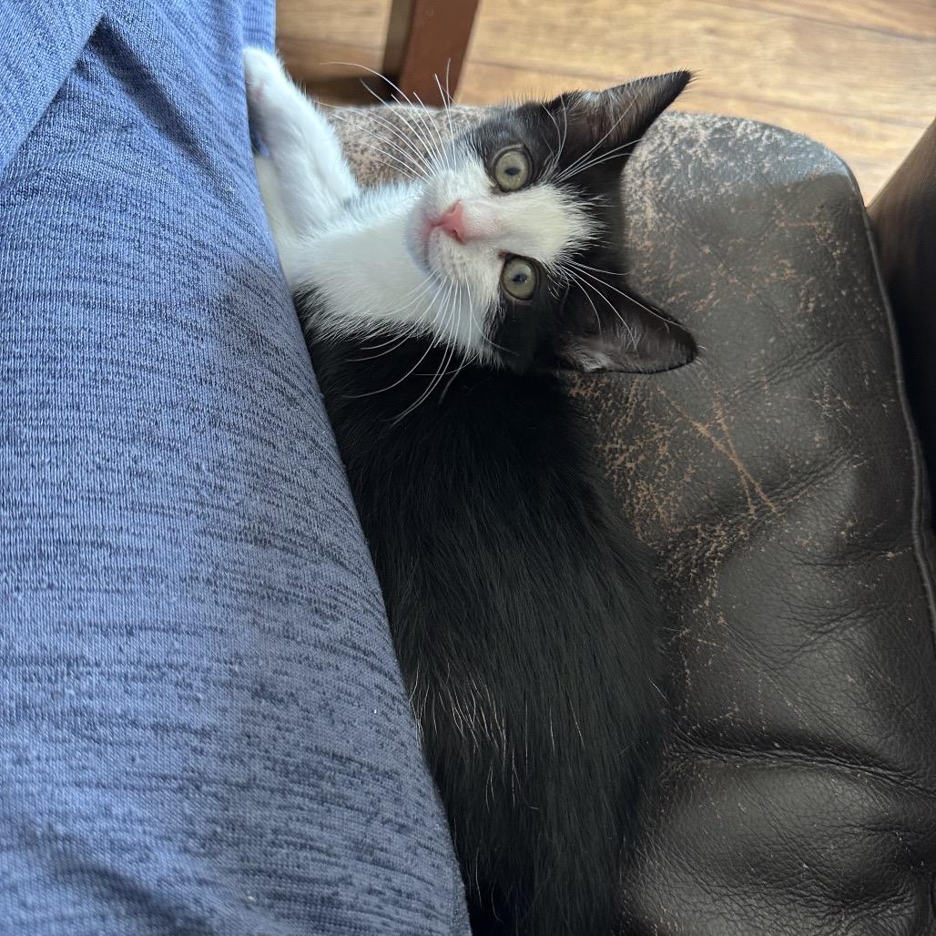 Oxfords, a Adoptable Domestic Short Hair in Escondido, CA image 6/6
