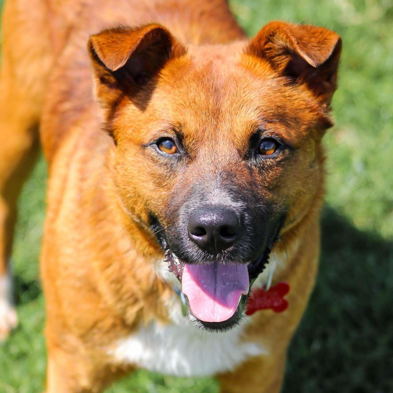 Kid, Young Male Chow Chow