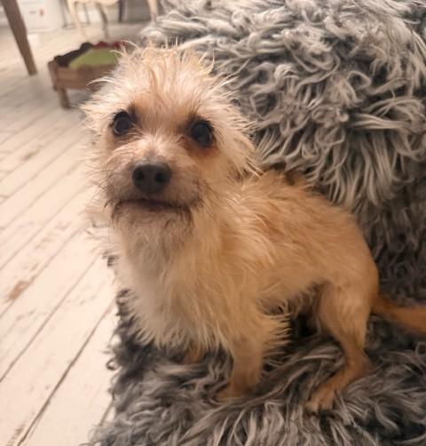 Enlarge Tilly, a ADOPTABLE mixed breed in Santa Rosa, CA image 6/6