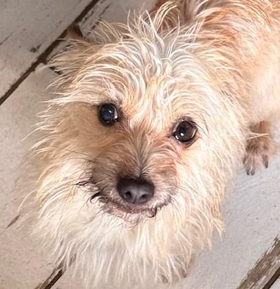 Enlarge Tilly, a ADOPTABLE mixed breed in Santa Rosa, CA image 2/6