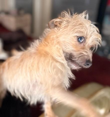 Enlarge Tilly, a ADOPTABLE mixed breed in Santa Rosa, CA image 5/6