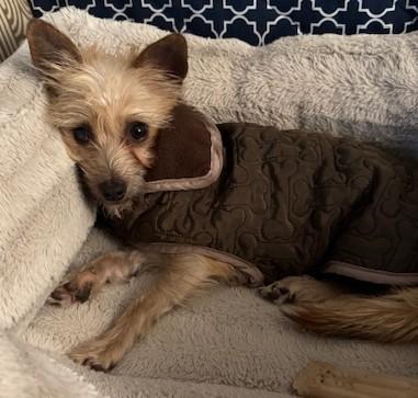 Enlarge Tilly, a ADOPTABLE mixed breed in Santa Rosa, CA image 3/6