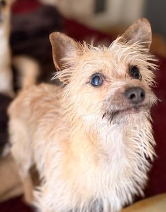 Tilly, ADOPTABLE, Adult Female Terrier.
