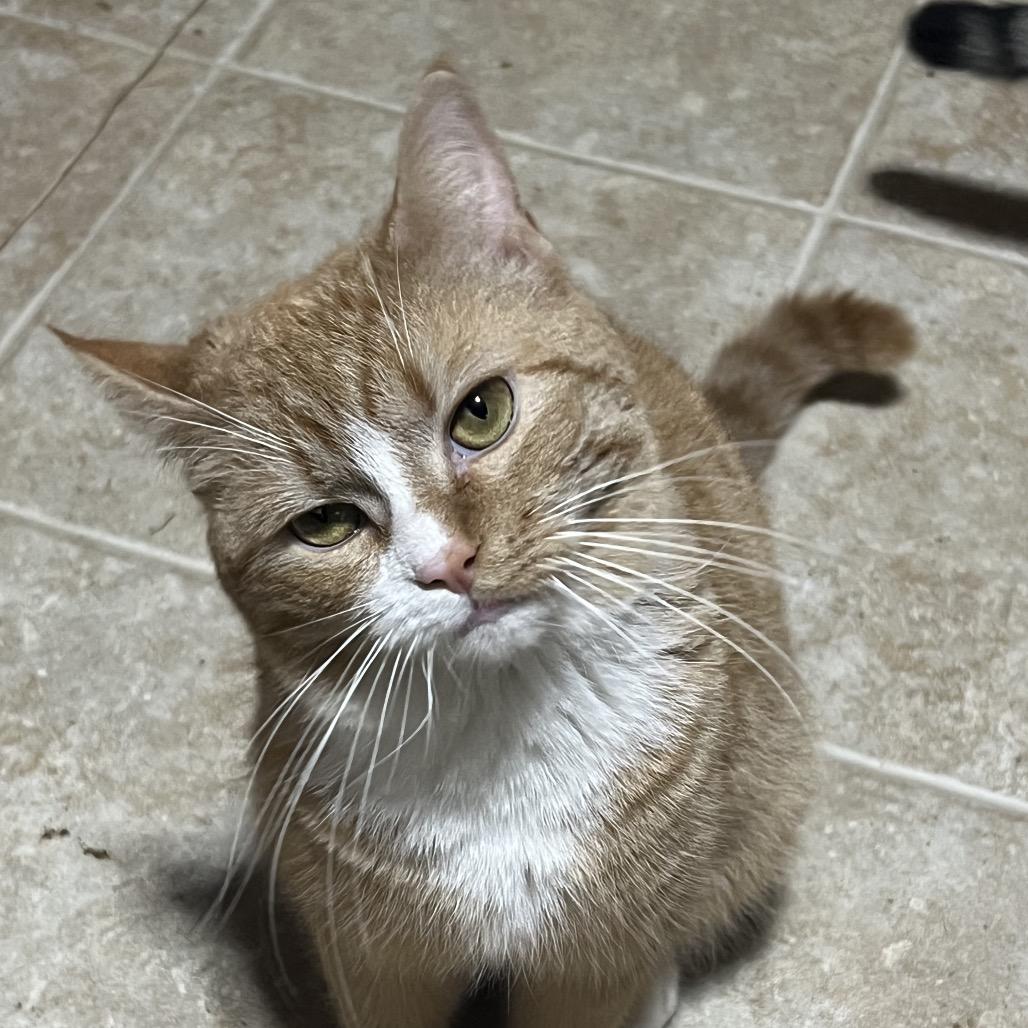 Daisy, a Adoptable Domestic Short Hair in Mansfield, PA image 1/4