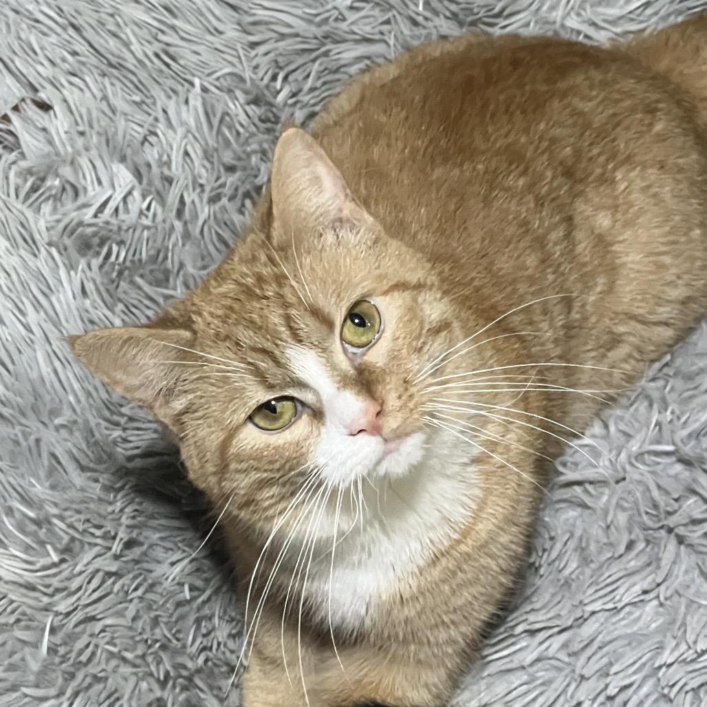 Daisy, a Adoptable Domestic Short Hair in Mansfield, PA image 2/4