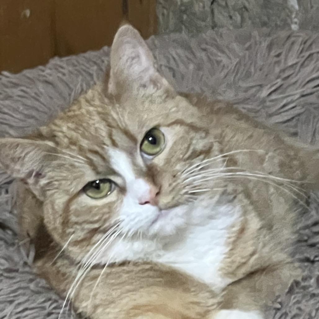 Daisy, a Adoptable Domestic Short Hair in Mansfield, PA image 3/4