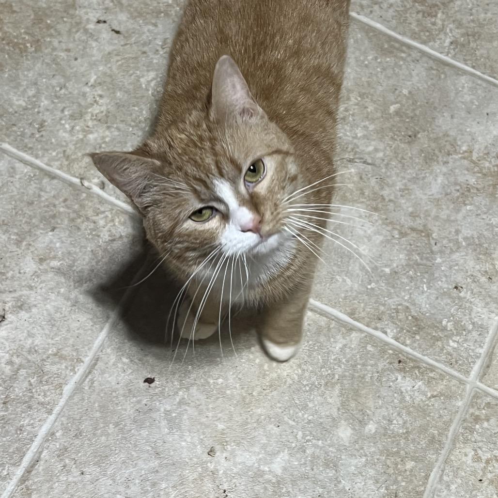 Daisy, a Adoptable Domestic Short Hair in Mansfield, PA image 4/4