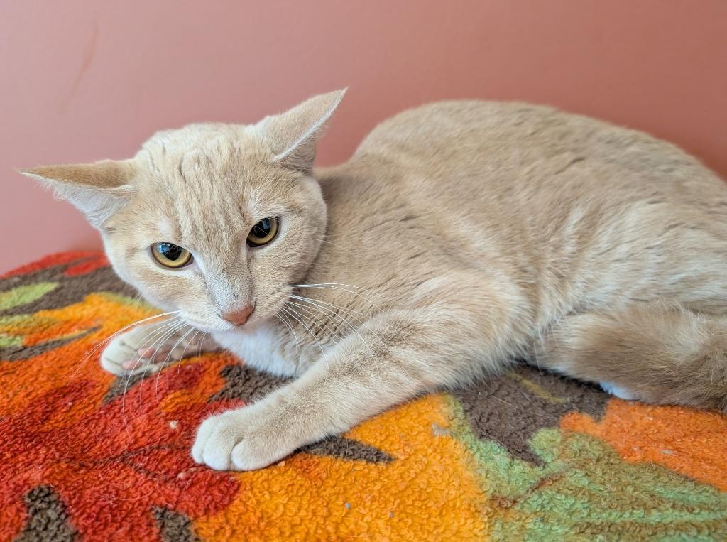 Enlarge Deborah, a Adoptable mixed breed in Superior, WI image 1/1