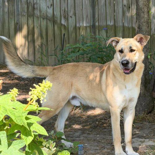 Enlarge Fischer, a Adoptable German Shepherd Dog in Memphis, TN image 1/4