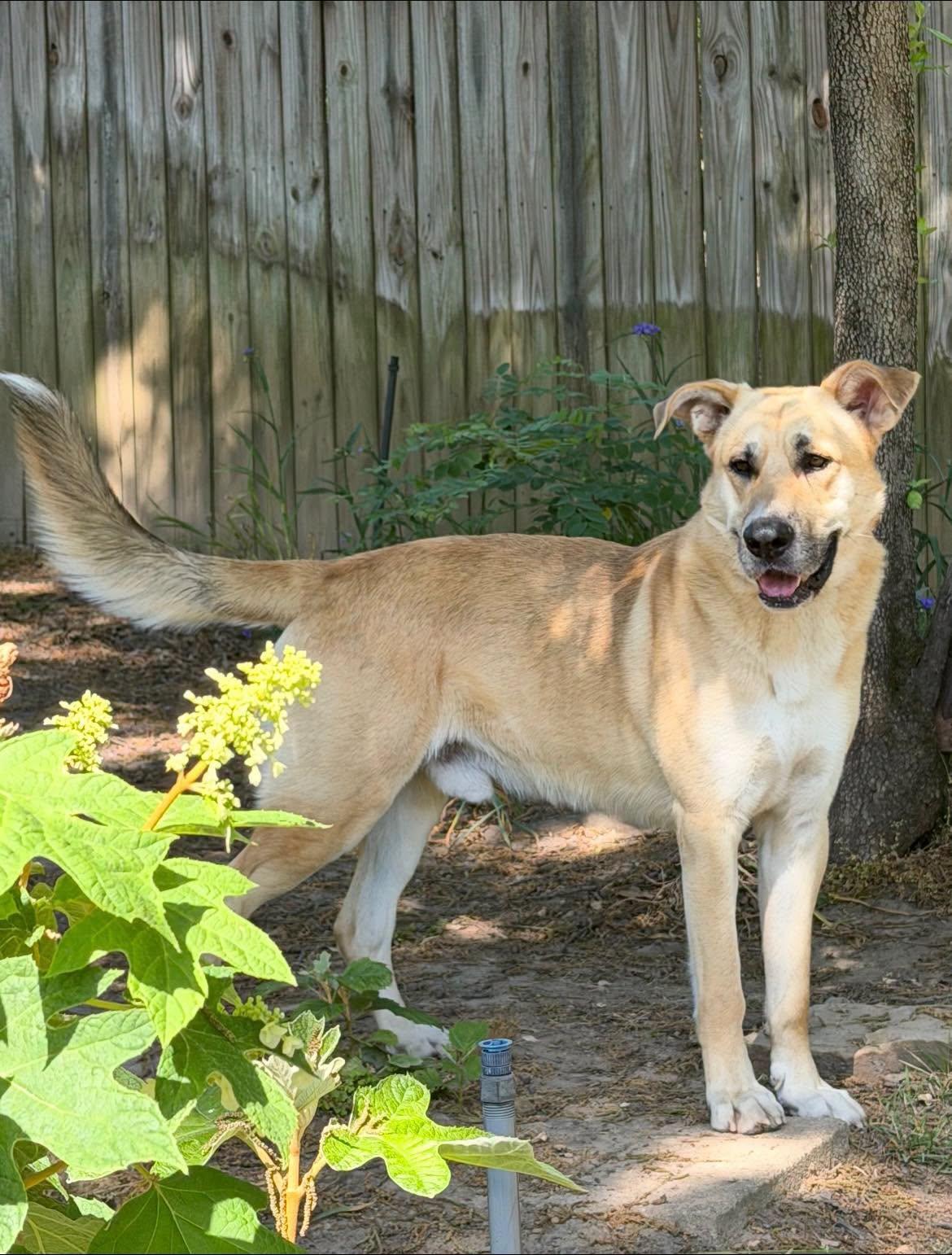 Fischer, Adoptable, Young Male German Shepherd Dog.