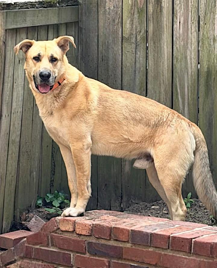 Enlarge Fischer, a Adoptable German Shepherd Dog in Memphis, TN image 1/2