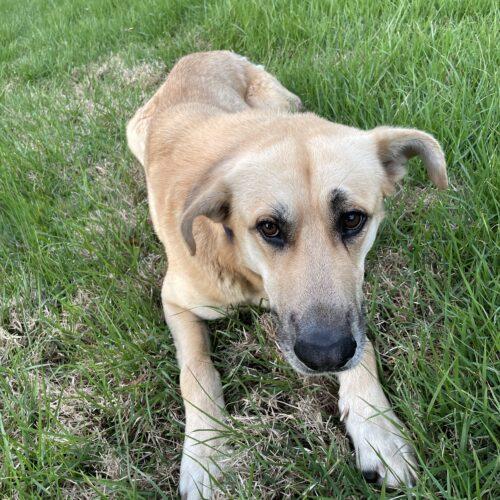 Fischer, Adoptable, Puppy Male Anatolian Shepherd.