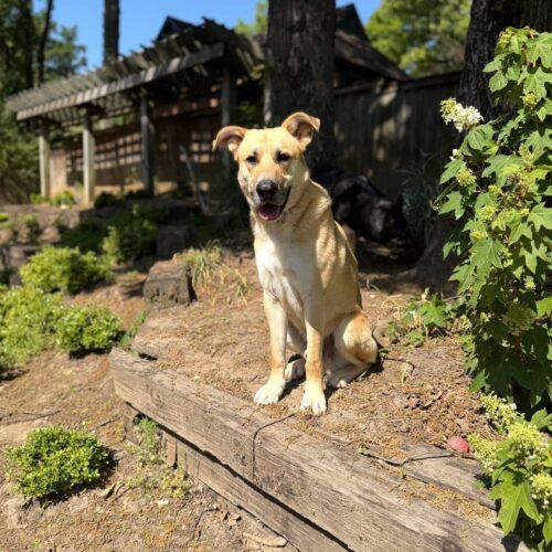 Fischer, a Adoptable German Shepherd Dog in Memphis, TN image 2/4