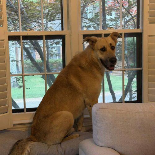 Fischer, a Adoptable German Shepherd Dog in Memphis, TN image 3/4