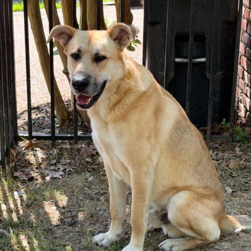 Fischer, a Adoptable German Shepherd Dog in Memphis, TN image 4/4