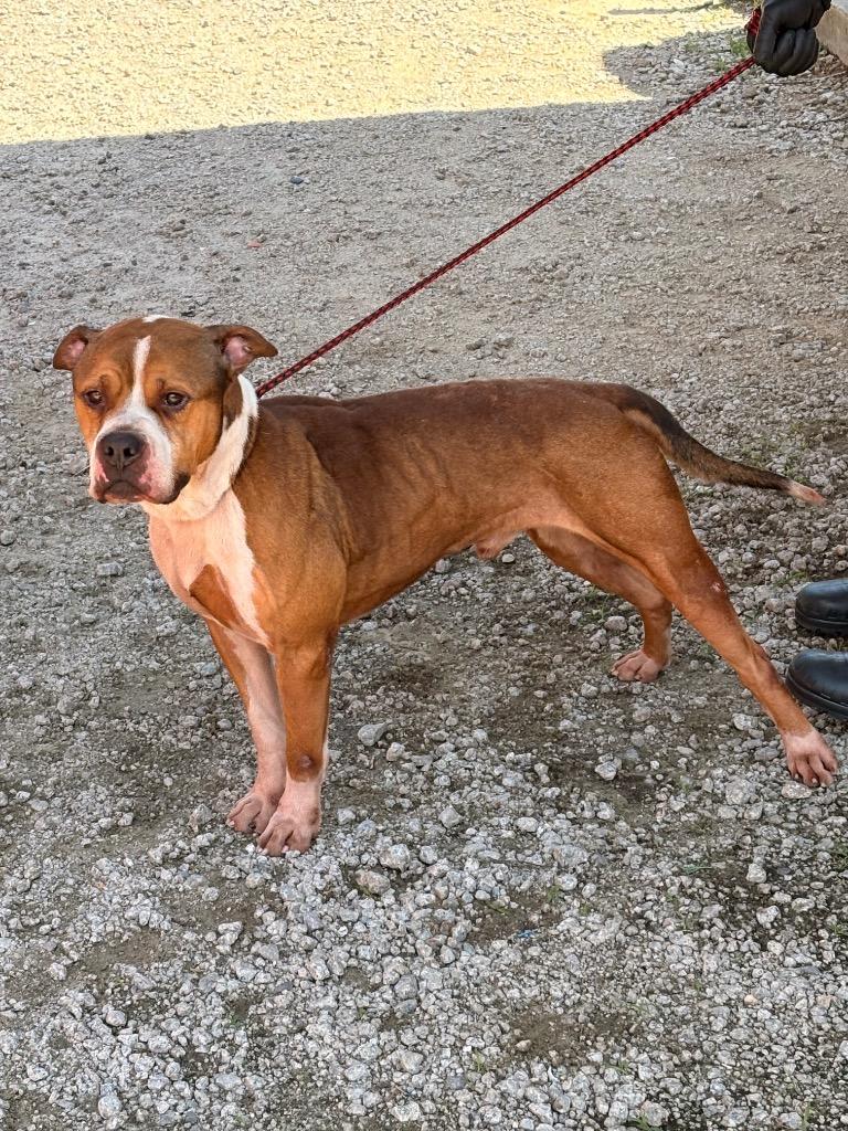 Enlarge TANK, a Adoptable mixed breed in Effingham, SC image 1/3