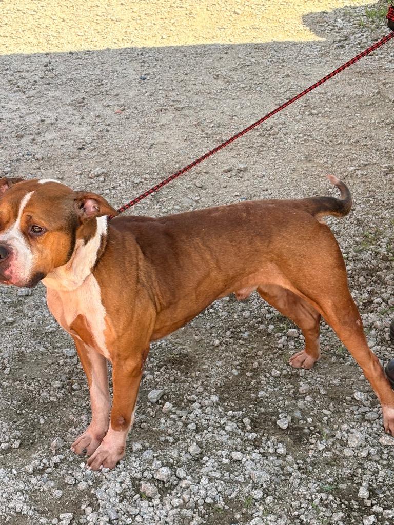Enlarge TANK, a Adoptable mixed breed in Effingham, SC image 2/3