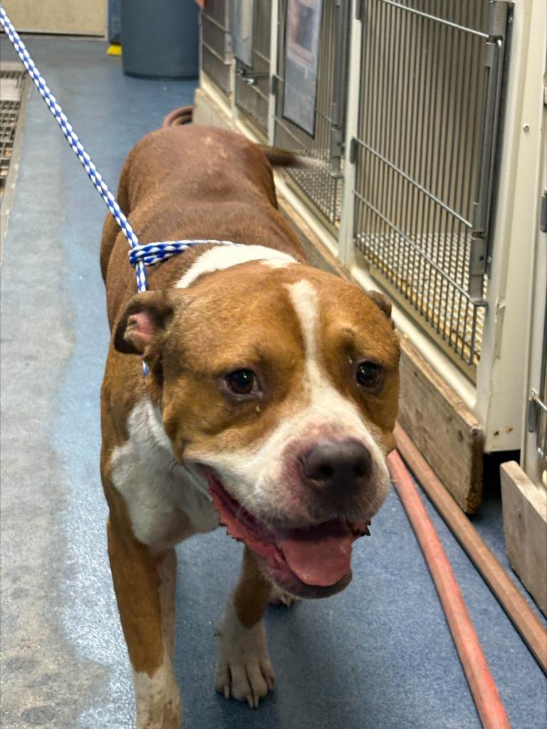 Enlarge TANK, a Adoptable mixed breed in Effingham, SC image 3/3